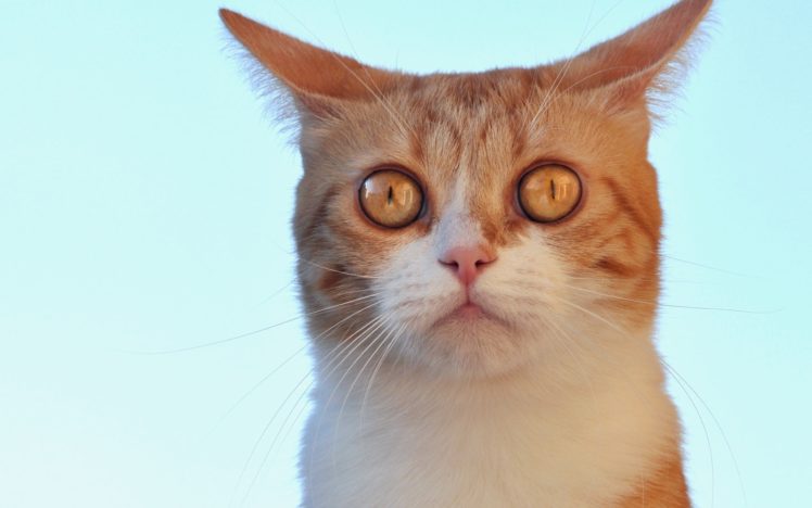 animals, Cat HD Wallpaper Desktop Background