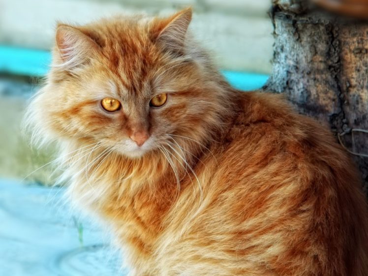 animals, Cats HD Wallpaper Desktop Background