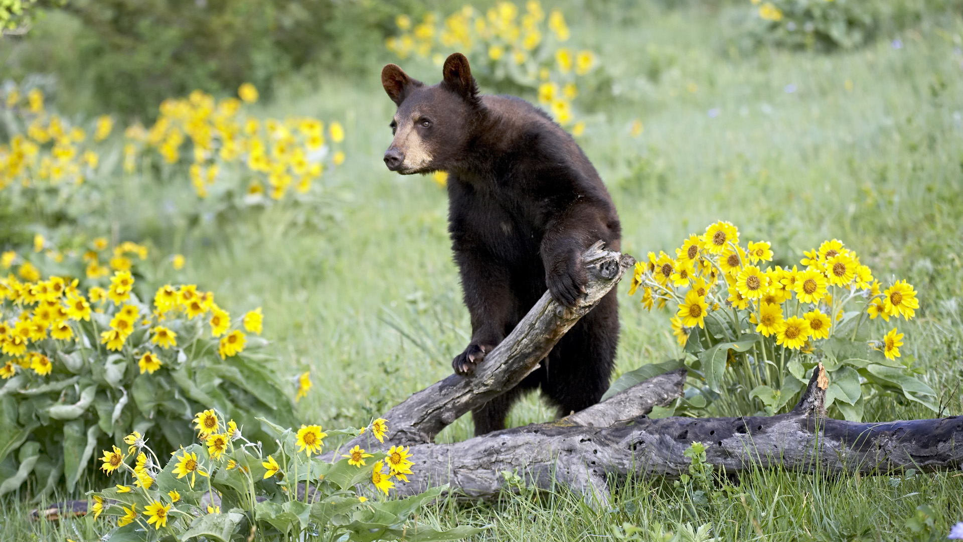bear, Flowers, Bears Wallpaper