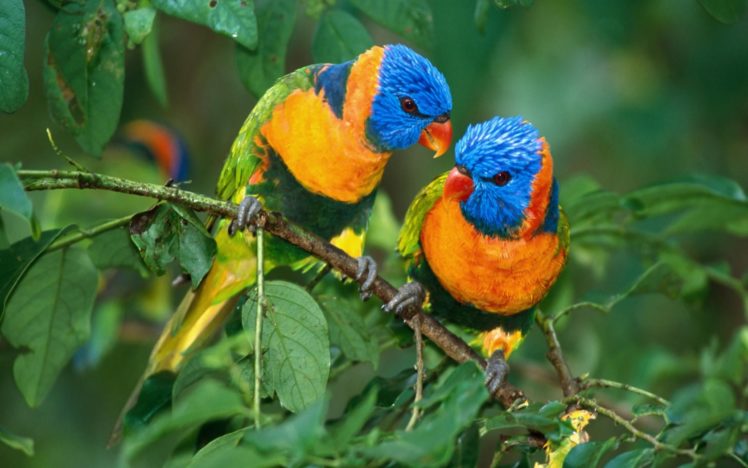 bird, Parrot, Parrots HD Wallpaper Desktop Background