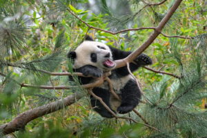 panda, Tree
