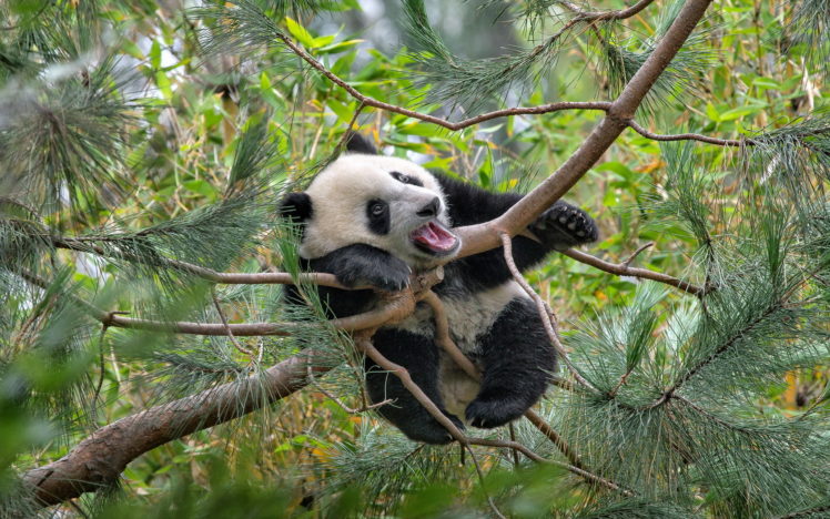 panda, Tree HD Wallpaper Desktop Background