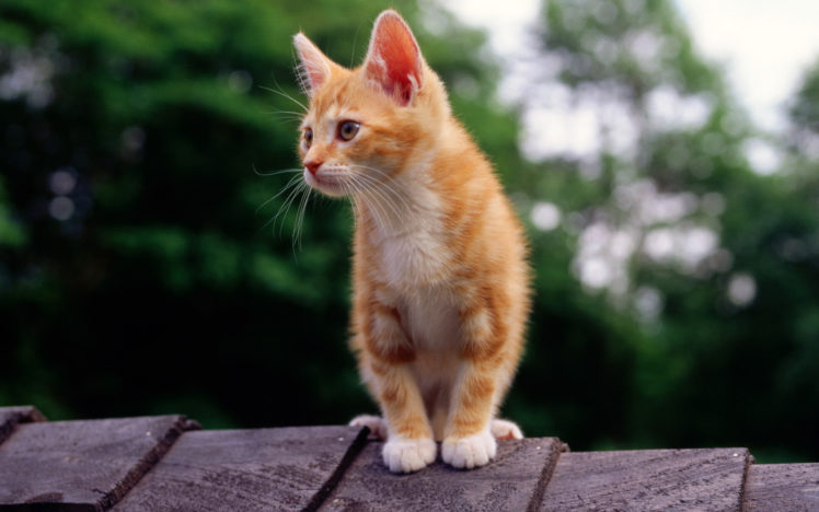 cat, Kitten HD Wallpaper Desktop Background