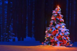 christmas, Tree, Lights, Bokeh, Forest, Trees, Snow, Winter, Color