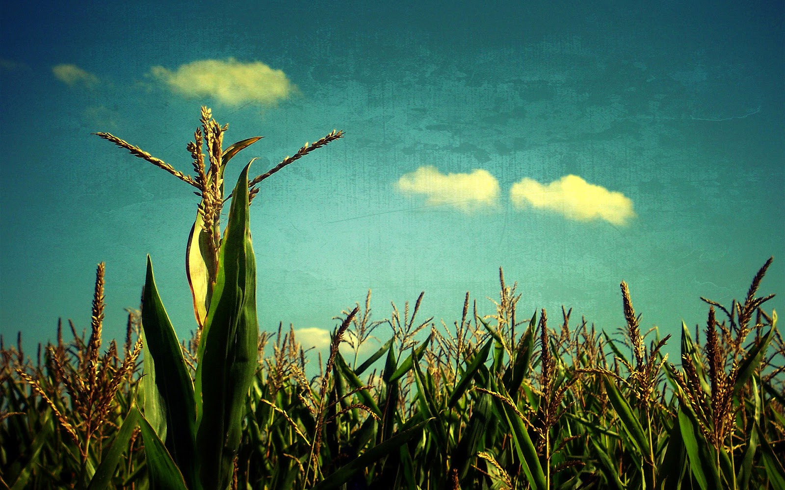corn, Vintage Wallpaper