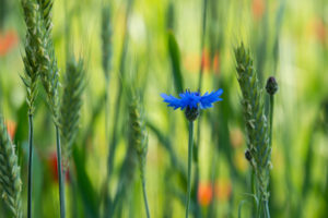 cornflower, Blue, Flower, Field, Close up, Blurred