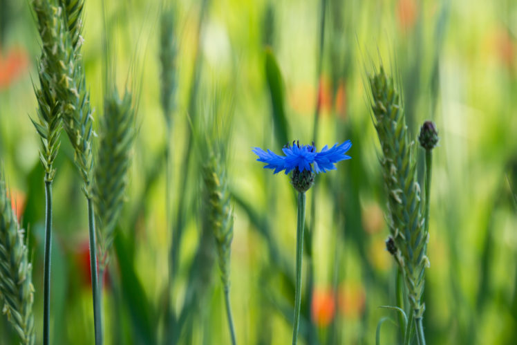 cornflower, Blue, Flower, Field, Close up, Blurred HD Wallpaper Desktop Background