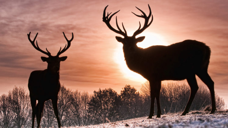 deer, Sunrise, Sky, Silhouette, Mood HD Wallpaper Desktop Background