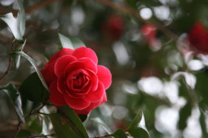 flower, Rose, Red, Leaves
