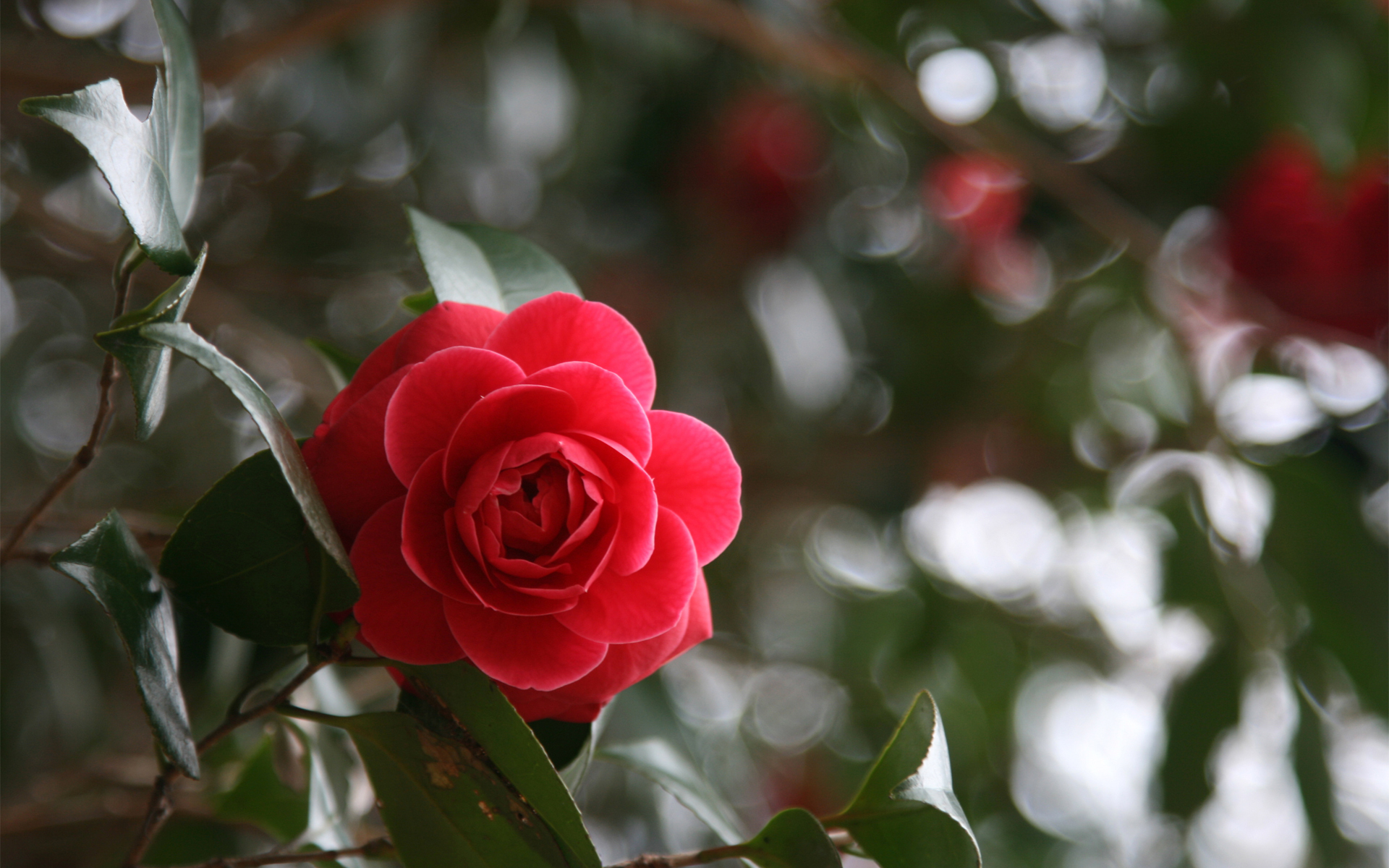 flower, Rose, Red, Leaves Wallpaper