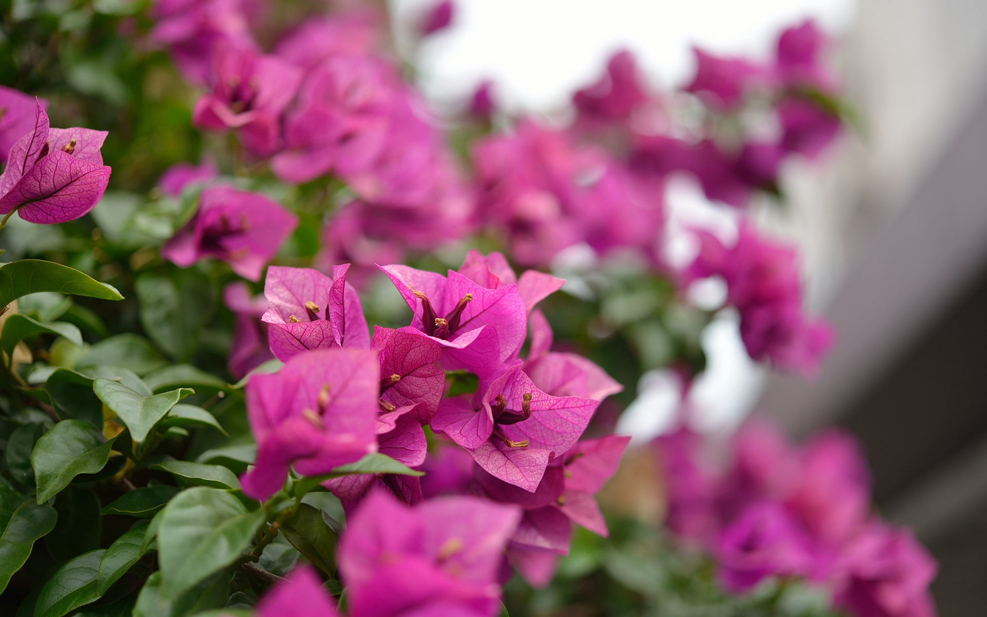 flower, Macro Wallpaper