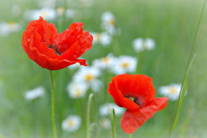 flowers, Poppies, Nature