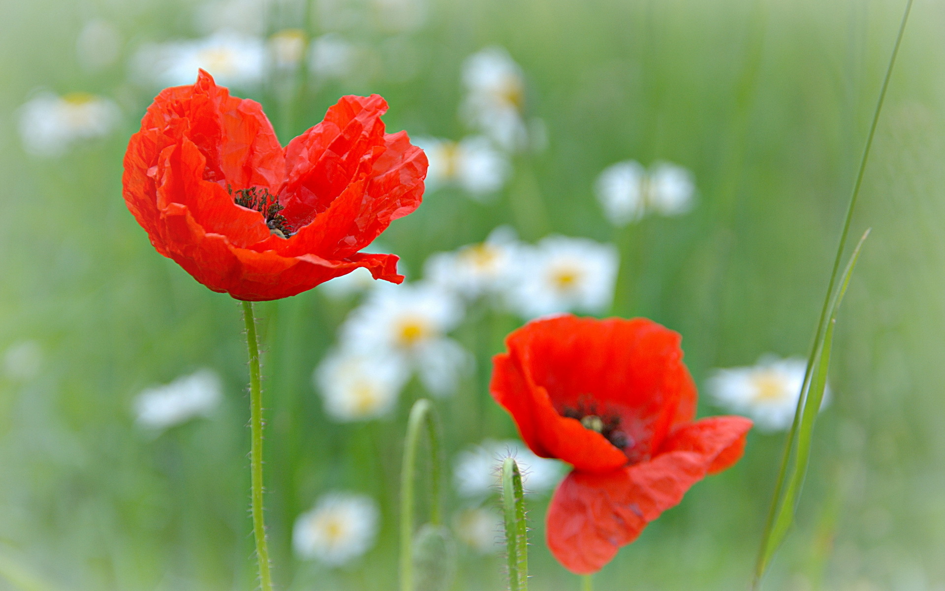 flowers, Poppies, Nature Wallpaper