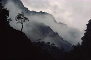 fog, Mist, Bokeh, Forest, Jungle