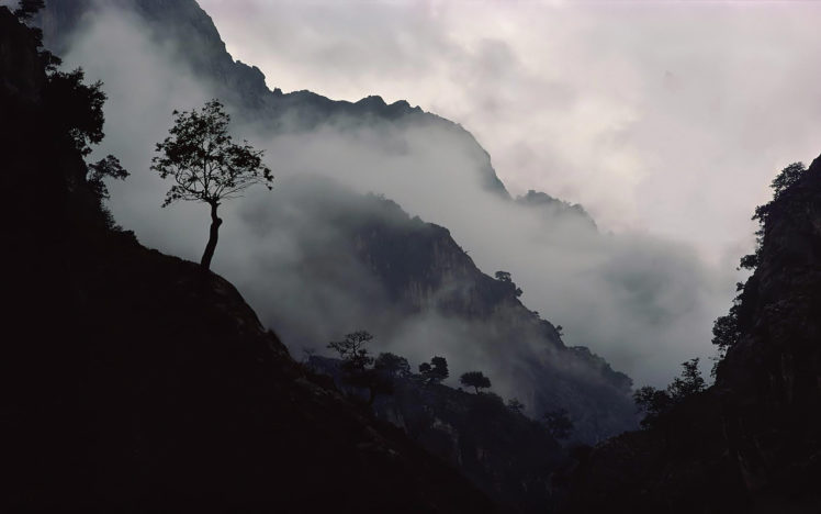 fog, Mist, Bokeh, Forest, Jungle HD Wallpaper Desktop Background
