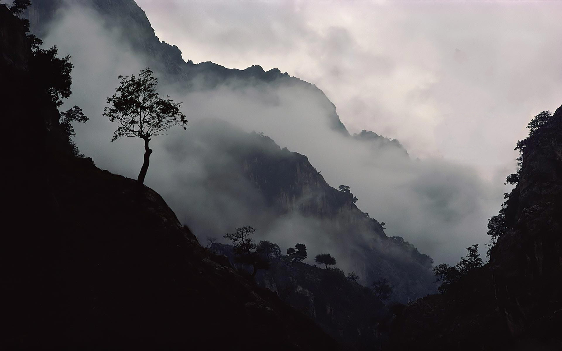 fog, Mist, Bokeh, Forest, Jungle Wallpaper