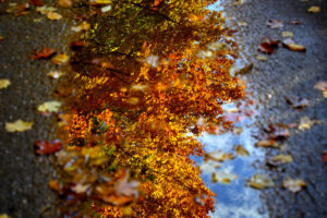 foliage, Autumn, Water, Pool, Close up, Reflection, Bokeh