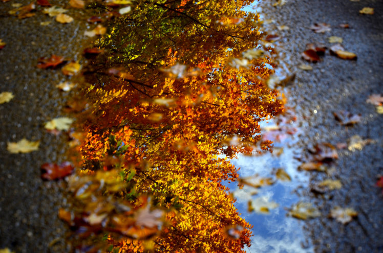 foliage, Autumn, Water, Pool, Close up, Reflection, Bokeh HD Wallpaper Desktop Background