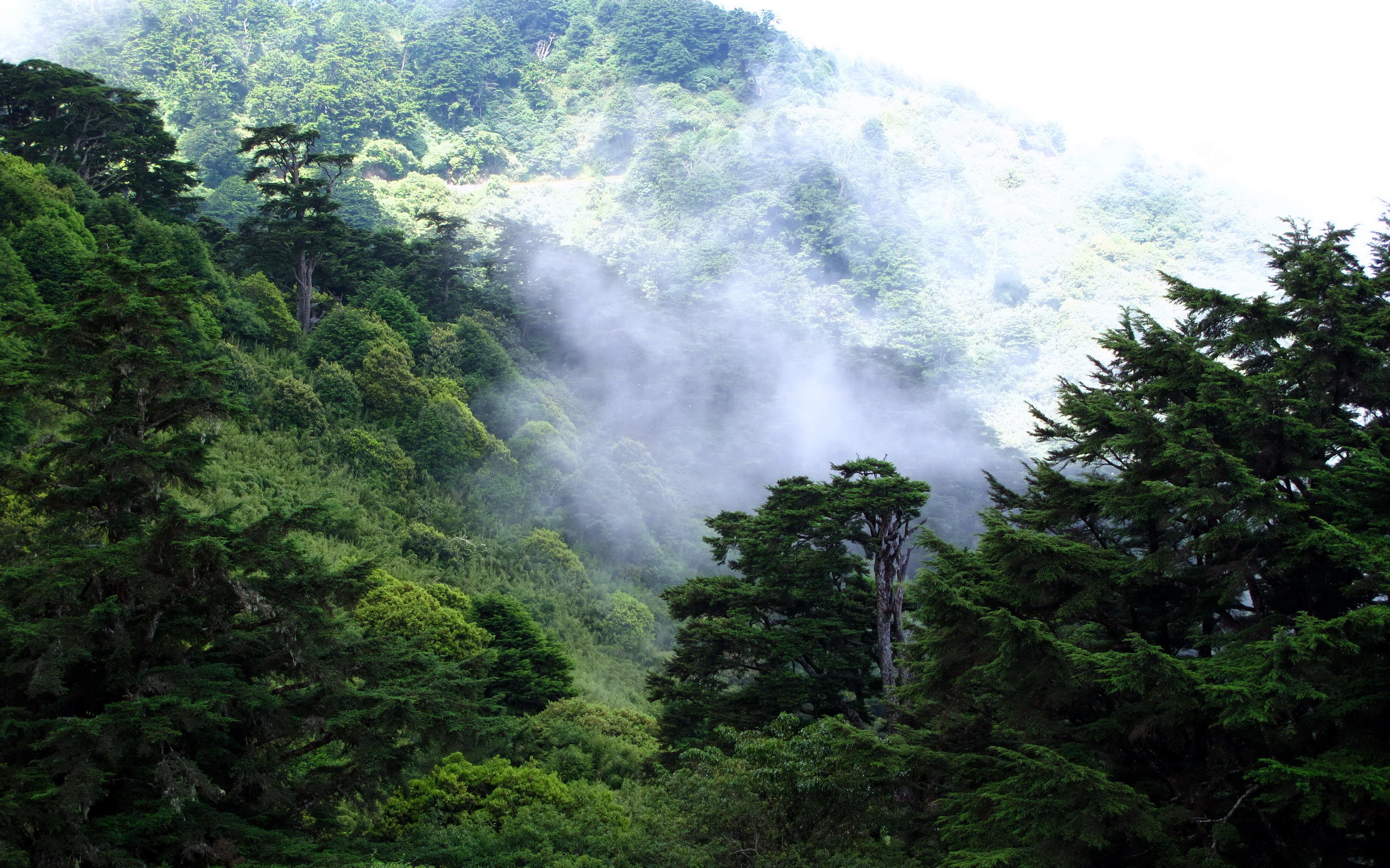 forest, Fog, Mist, Trees Wallpaper