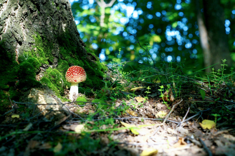 green, Macro, Forest, Moss, Leaves, Mushroom, Tree HD Wallpaper Desktop Background