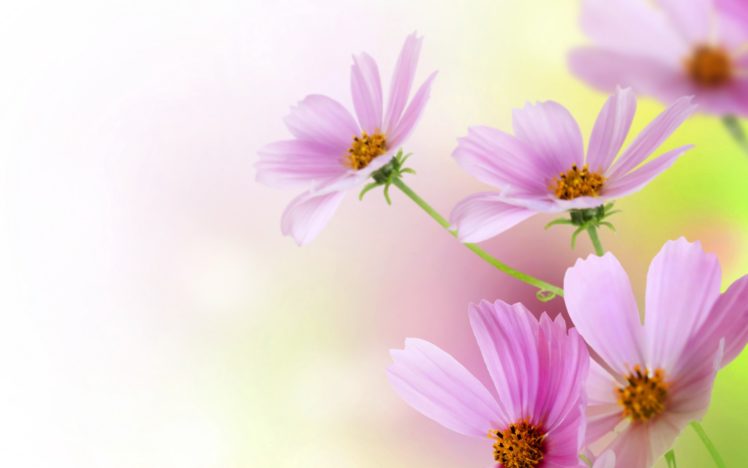 kosmeya, Pink, Blur, Background HD Wallpaper Desktop Background
