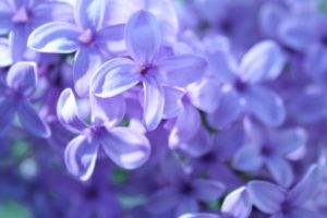 lilac, Flowers, Many