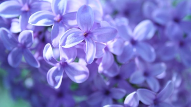 lilac, Flowers, Many HD Wallpaper Desktop Background