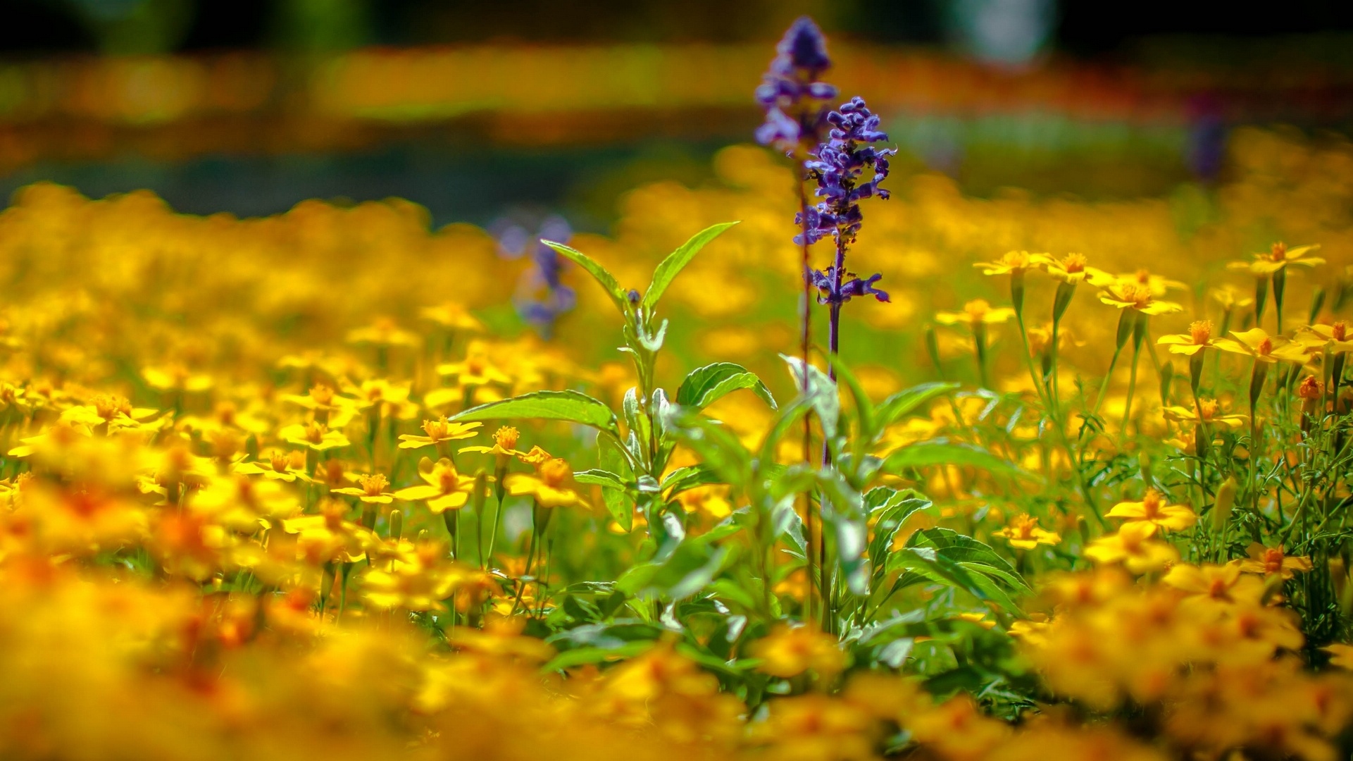 marigold, Lavender, Bokeh Wallpaper