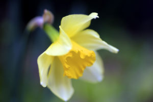 narcissus, Macro, Flower, Yellow, Spring, Nature, Bokeh