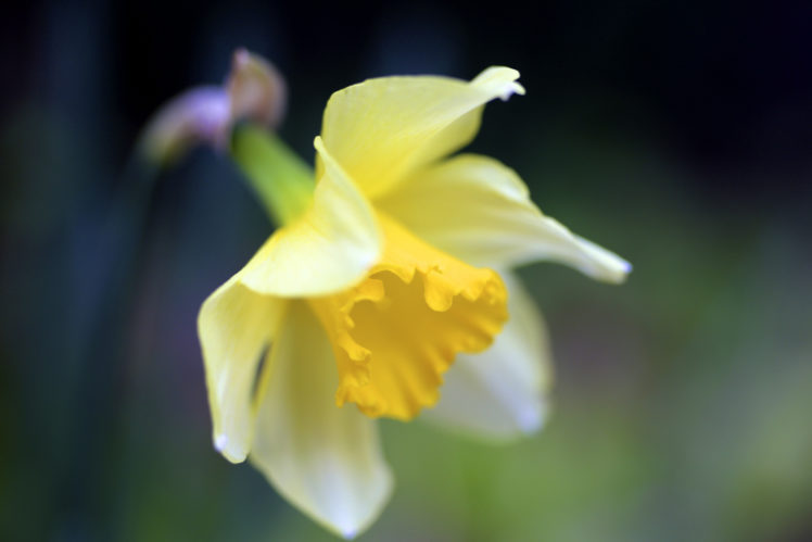 narcissus, Macro, Flower, Yellow, Spring, Nature, Bokeh HD Wallpaper Desktop Background