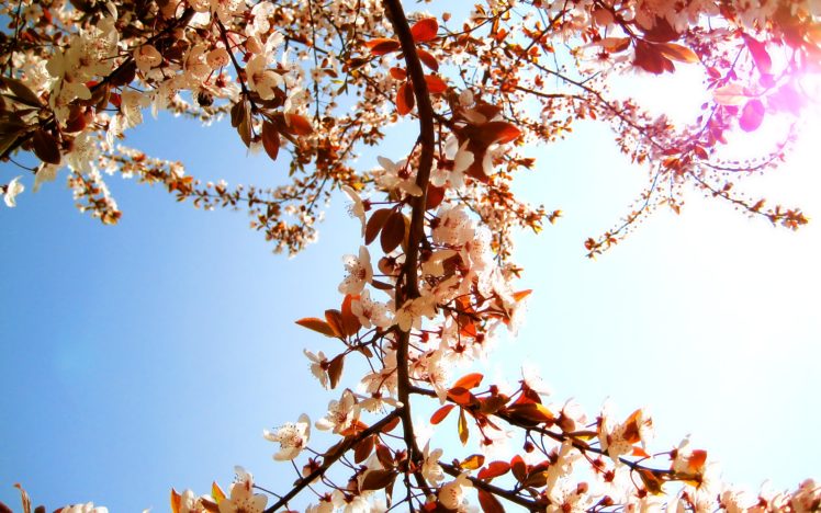 up, Nature, Trees, Flowers, Spring HD Wallpaper Desktop Background