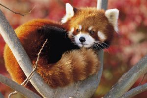 panda, A, Small, Red, Firefox