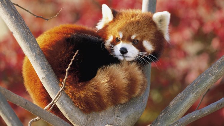 panda, A, Small, Red, Firefox HD Wallpaper Desktop Background