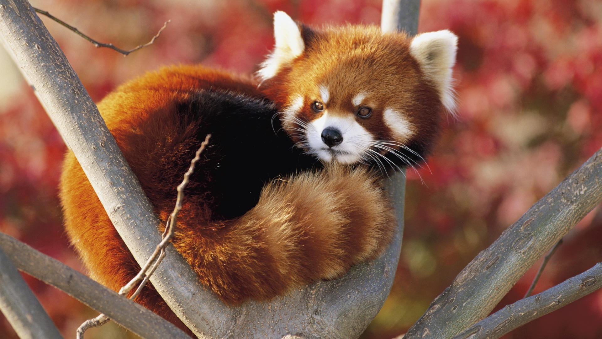panda, A, Small, Red, Firefox Wallpaper