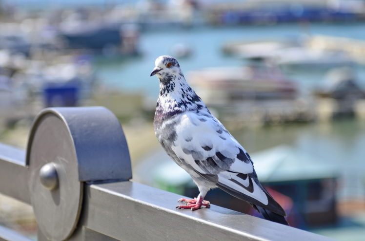pigeon, Birds, Spring HD Wallpaper Desktop Background
