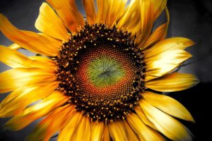sunflower, Flower, Bokeh