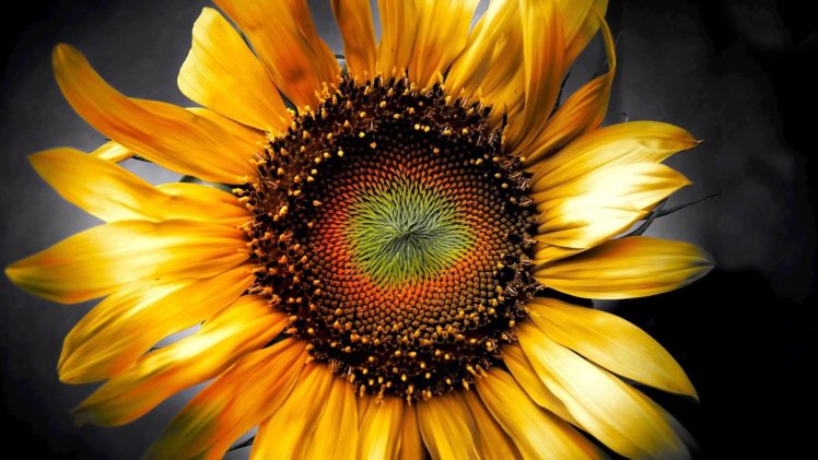 sunflower, Flower, Bokeh HD Wallpaper Desktop Background