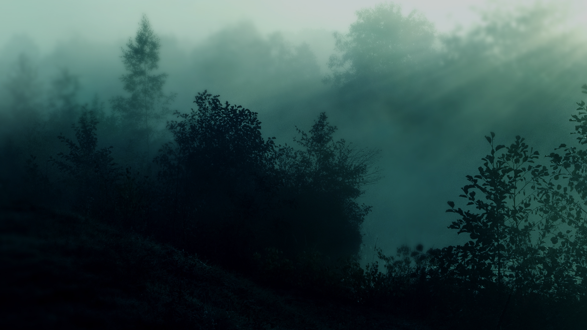 trees, Sunlight, Mood Wallpaper