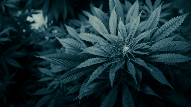 weed, Drugs, 420, Psychedelic HD Wallpaper Desktop Background