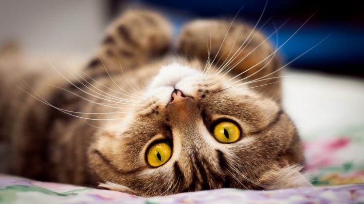 whiskers, Cat, Eyes HD Wallpaper Desktop Background