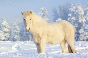 winter, Snow, White, Horses, Iceland, Snow, Landscapes, Animals, Horse