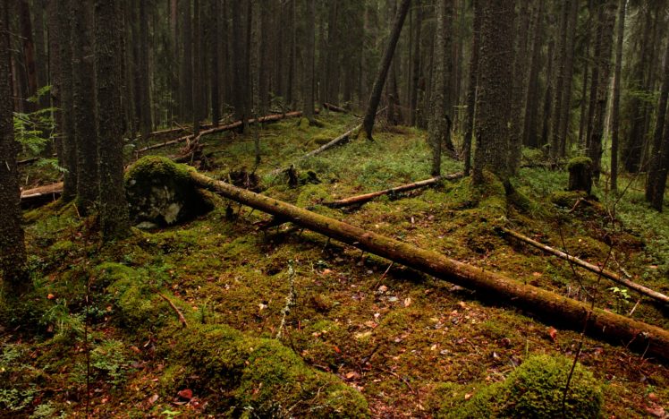 wood, Leaves, Trees, Logs, Moss HD Wallpaper Desktop Background