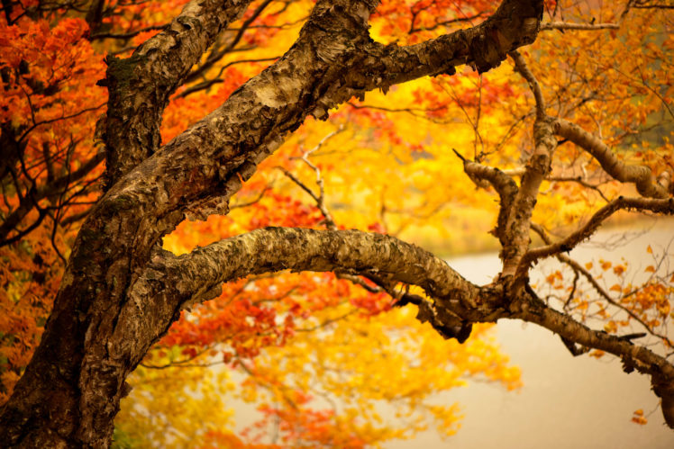 autumn HD Wallpaper Desktop Background