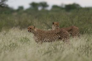 cheetah, Wild, Cats