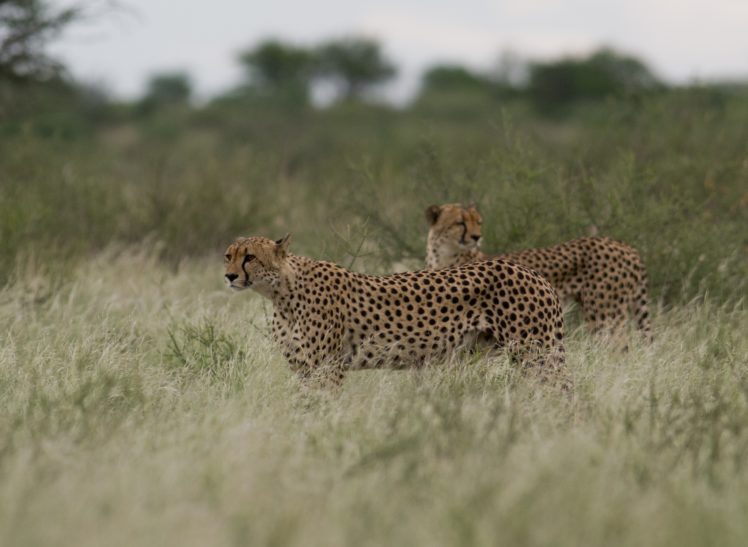 cheetah, Wild, Cats HD Wallpaper Desktop Background
