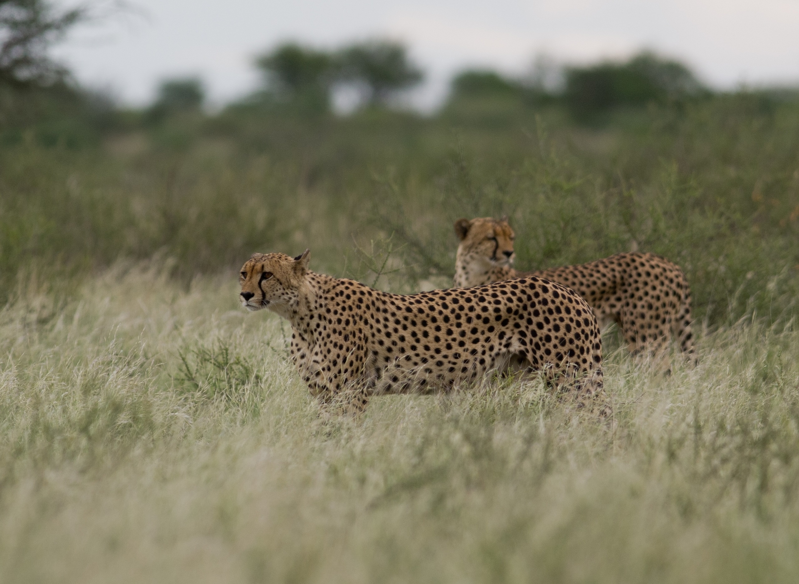 cheetah, Wild, Cats Wallpaper
