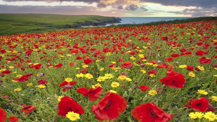 england, Coast, Meadow, Flowers, Poppies, Daisies, Bokeh HD Wallpaper Desktop Background
