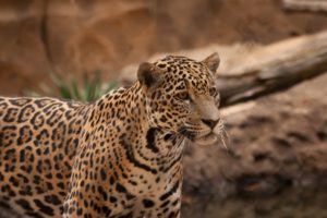 jaguar, Wild, Cat
