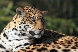 jaguar, Wild, Cat, Rest