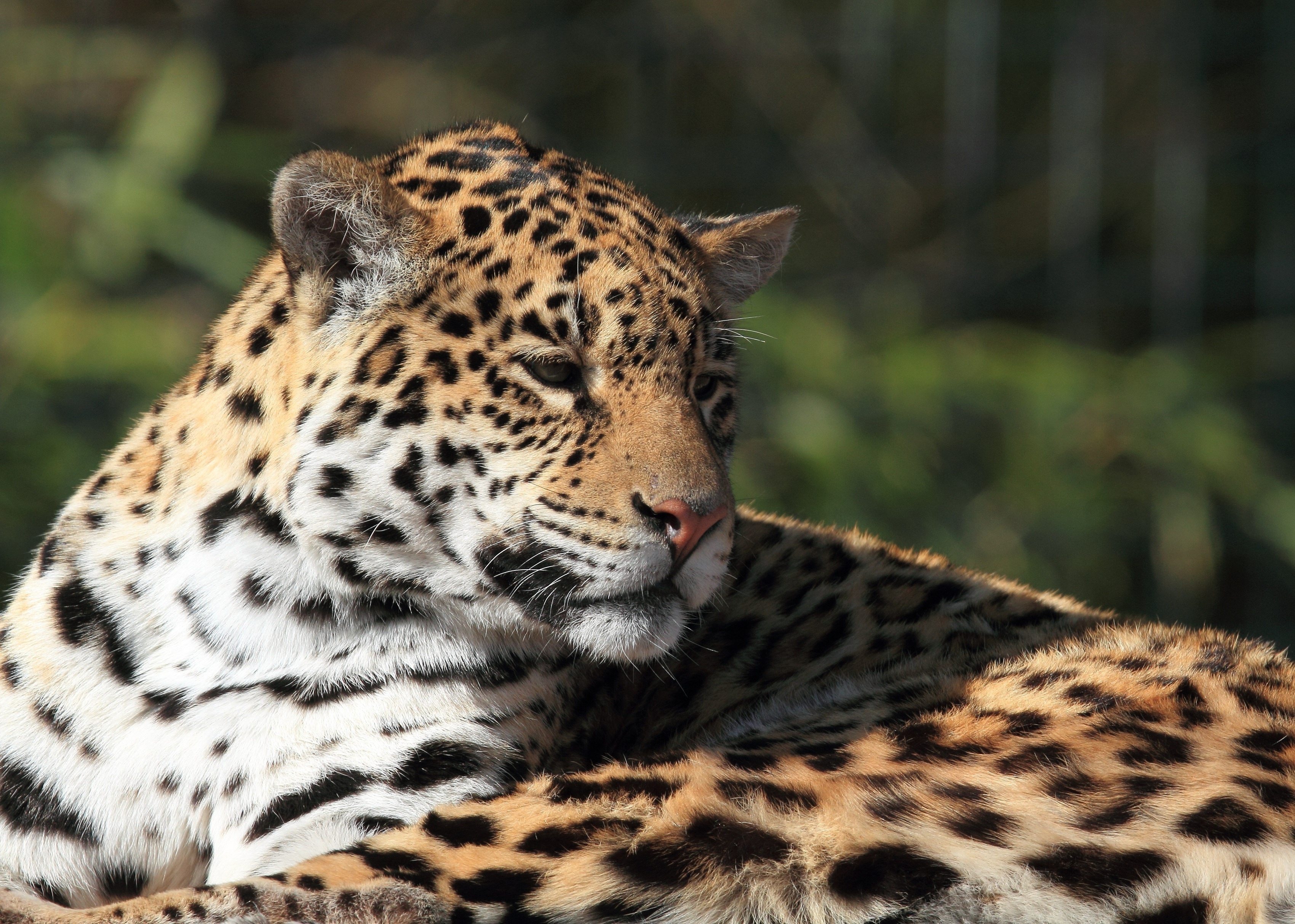 jaguar, Wild, Cat, Rest Wallpaper
